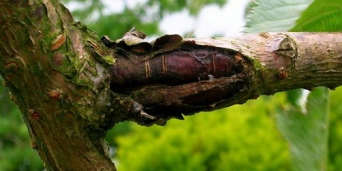 Kora na trešnji puca: uzroci i mjere suzbijanja